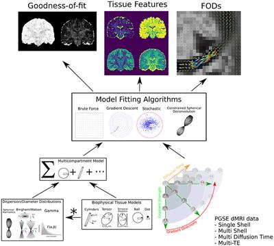 Frontiers | The Dmipy Toolbox: Diffusion MRI Multi-Compartment